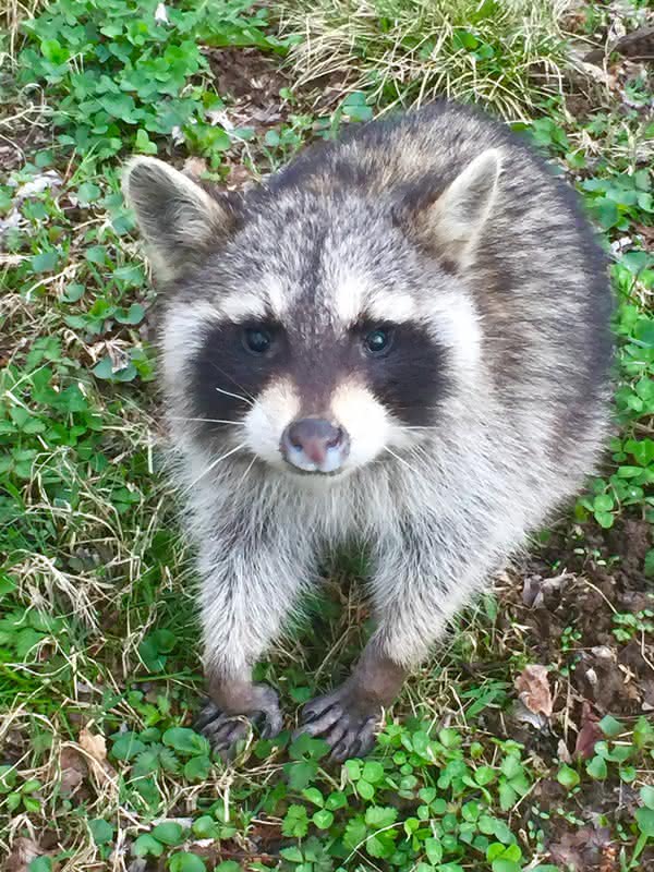 Paducah Diseased Raccoons