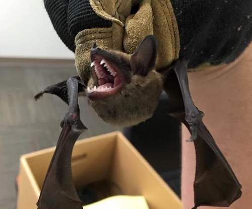 Bats In The Interior Asheville
