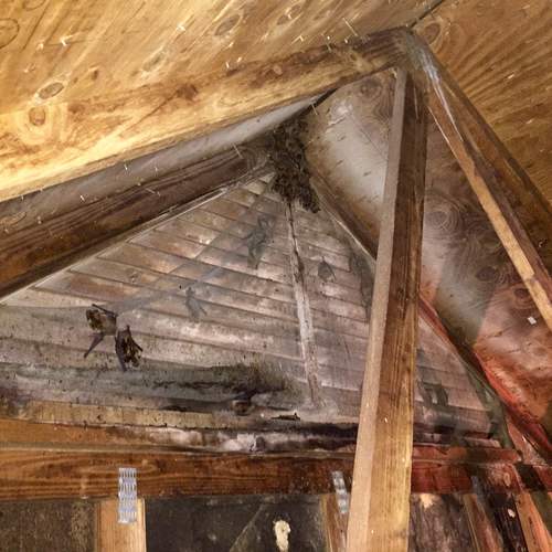 Bats In a Gable Vents in Asheville area homes