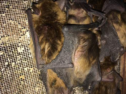 Bats In a Attic Vents in Asheville Home