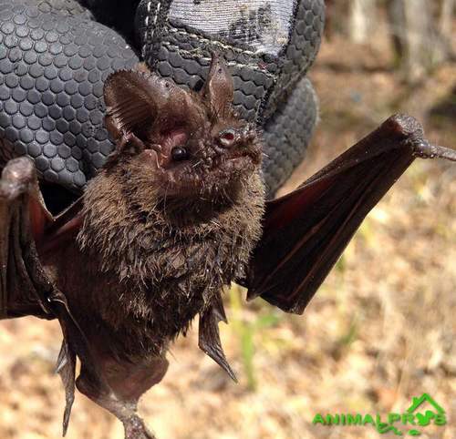Sick or Rabit Bats in Charleston