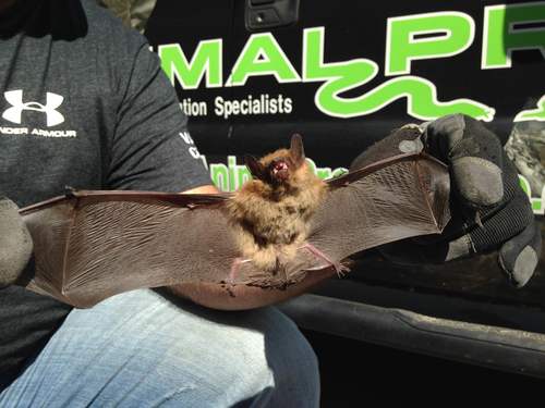 Bats In The Basement in Charleston