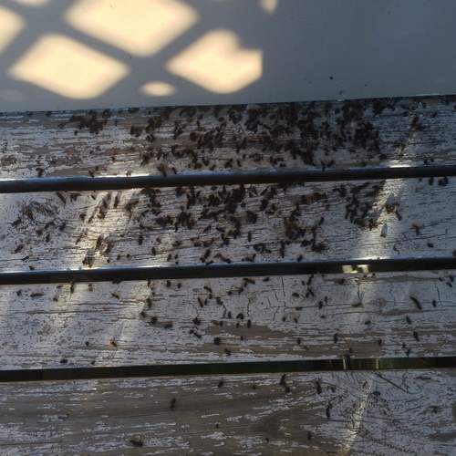 Bat Droppings On a Porch in Charleston