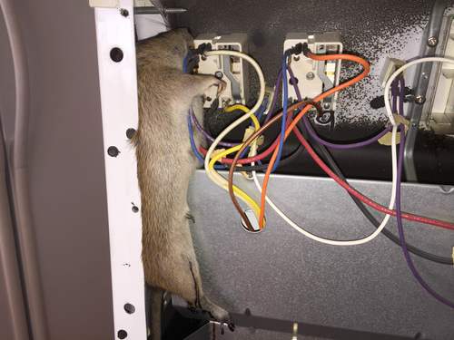 Rodent proof heat and AC units in Chattanooga