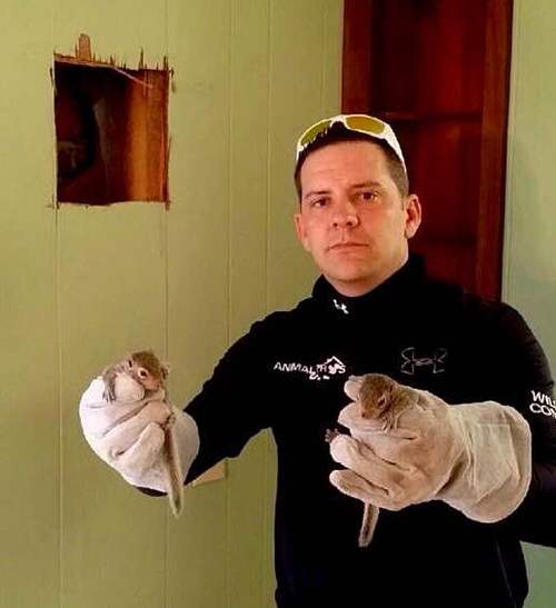 Baby squirrels in attics in Chattanooga