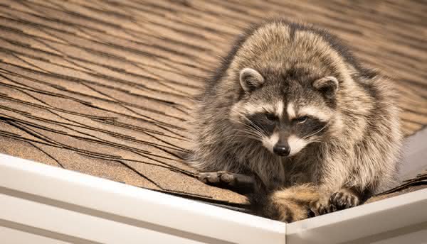 Raccoon Removal in Chattanooga