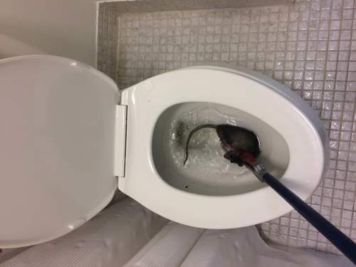 Rat in toilet Cincinnati