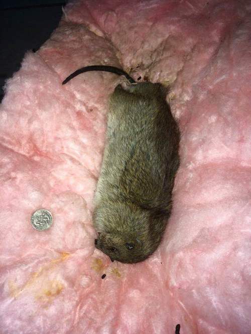 Mice and rats in insulation in Cincinnati