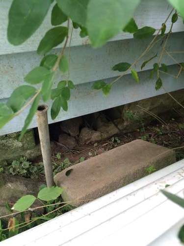 Rats under home in Cincinnati