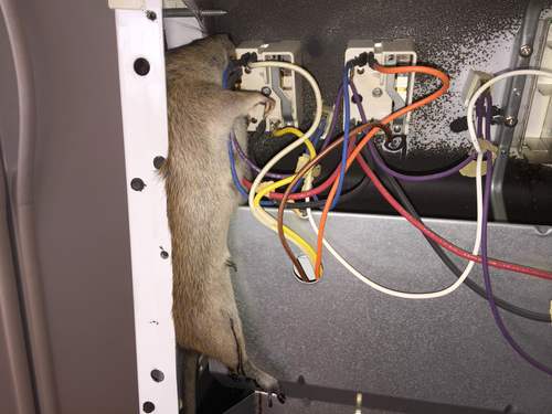 Rodent proof heat and AC units in Cincinnati