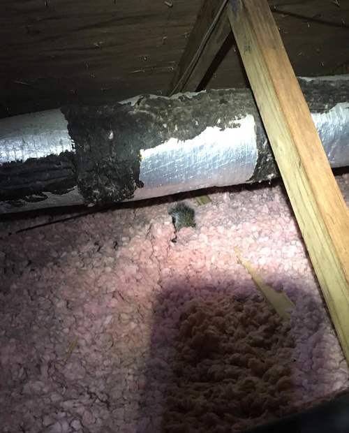 Squirrels in insulation in Cincinnati