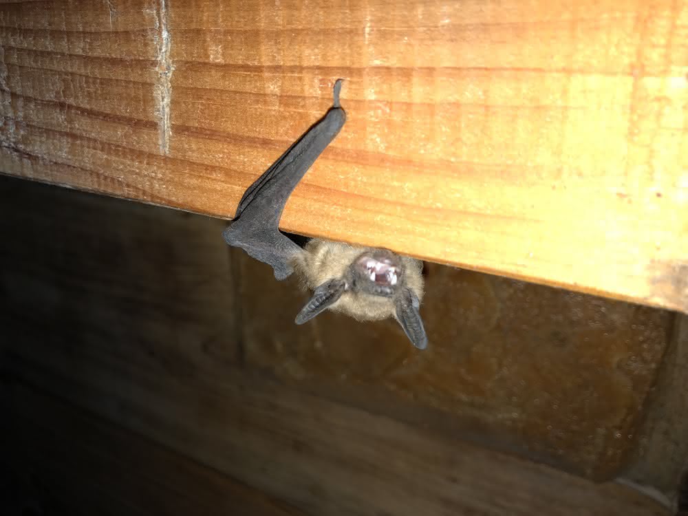 Cincinnati Attic Bat Exclusion
