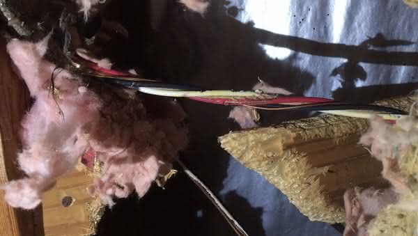 Squirrels chewing wires in Clarksville home