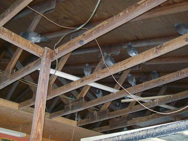 bird attic