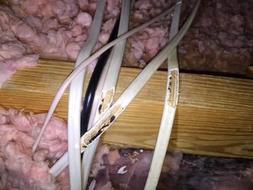 Rodent proof electrical wires in Gainesville