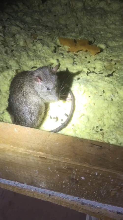 Rats or Mice in attic in Gainesville