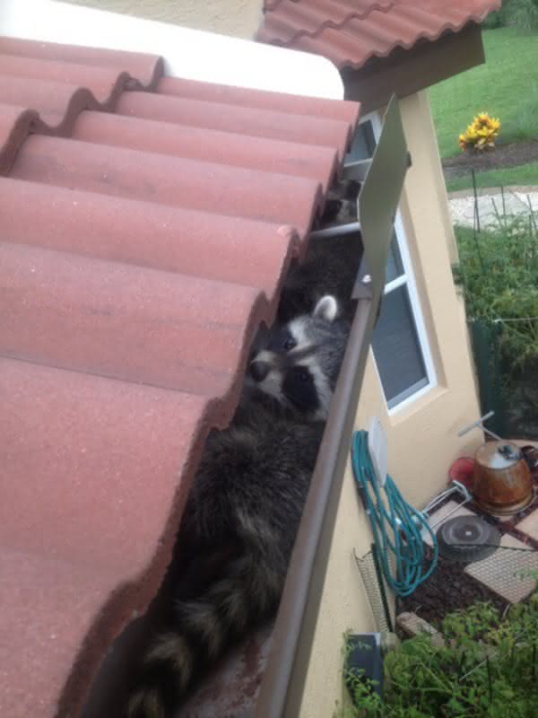 Gatlinburg Raccoons in roofing