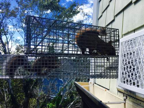 Squirrels in walls in Jackson