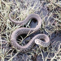 gartersnake_1