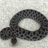 pigmy_rattlesnake