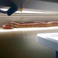 red_cornsnake_1