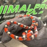 scarlet_kingsnake_1