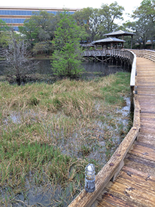 snakes pond