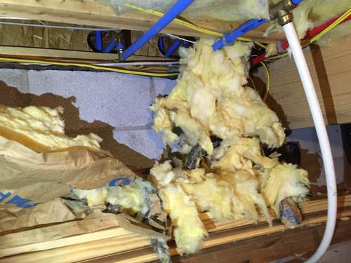 Squirrels nesting in the attic or crawlspace in Jacksonville