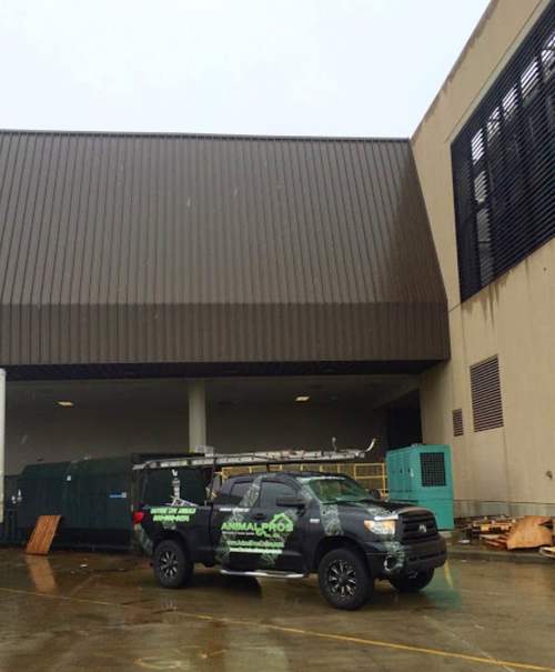 Squirrels in warehouses in Jacksonville