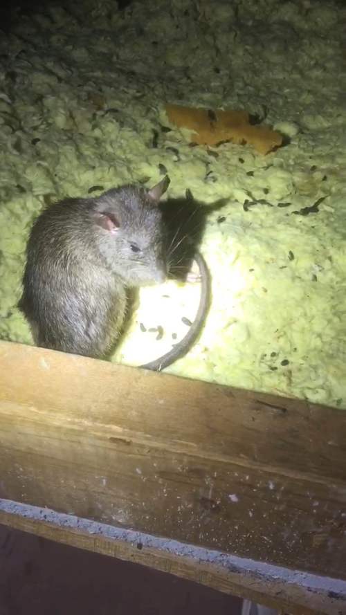 Rats or Mice in attic in Jacksonville