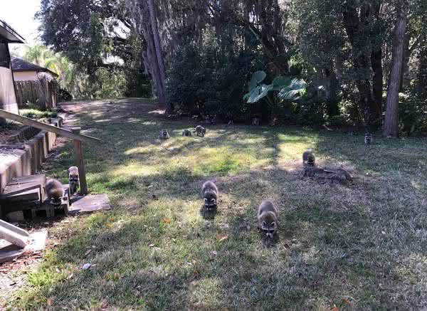 Johnson City Raccoon Exclusion