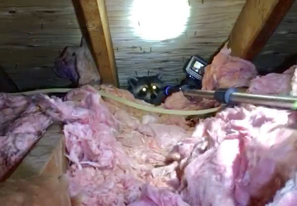 Johnson City Raccoons in the Attic