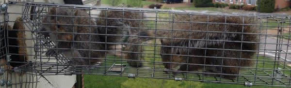Gray Squirrels in Johnson City