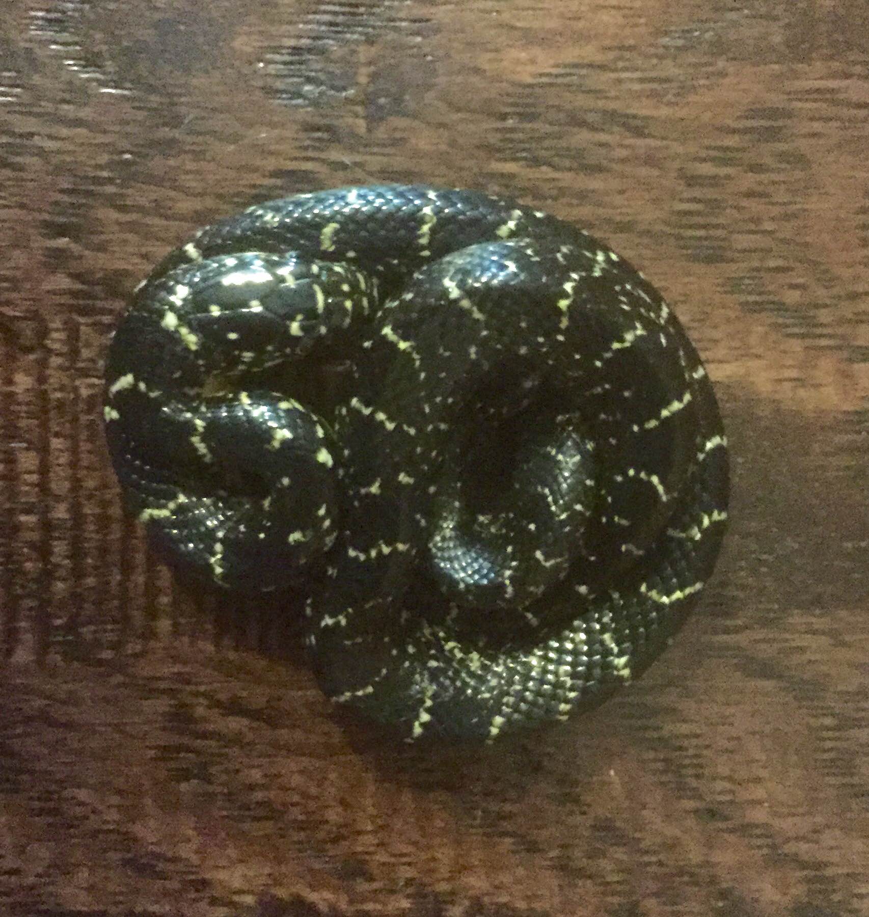 east tennessee snake identification
