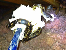 Memphis snakes insulation