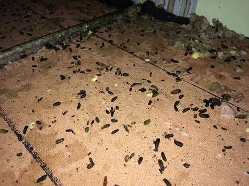 Rats and mice in drop tile ceilings in Miami