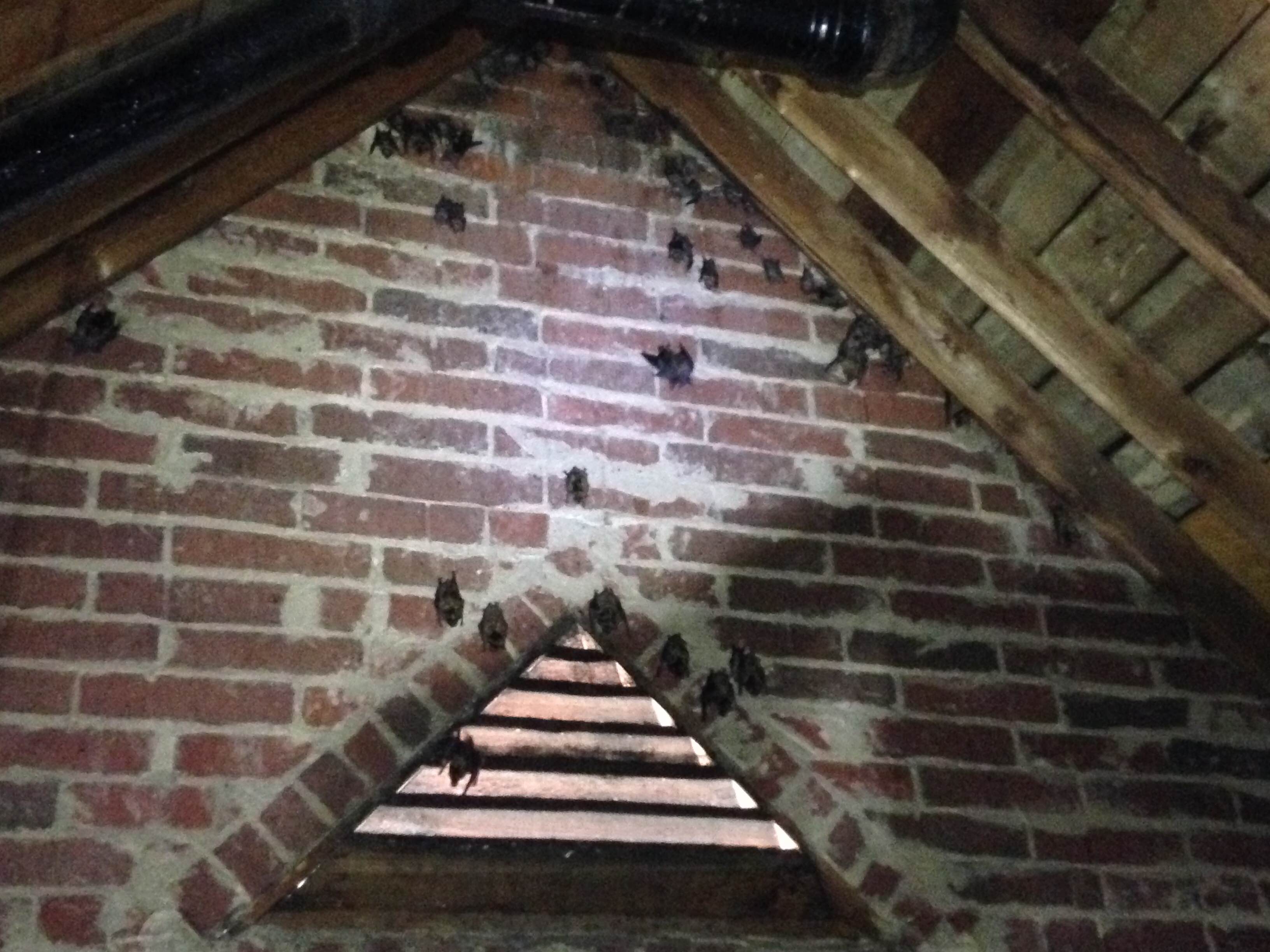 bat attic