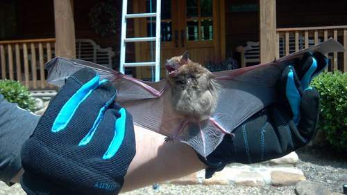 Bats In The Insulation In Myrtle Beach