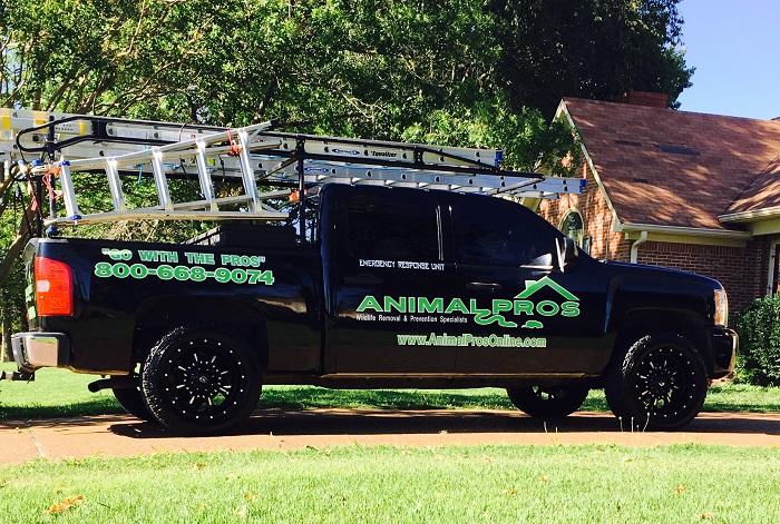 Nashville Wildlife Removal & Wildlife Control Services