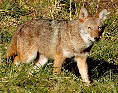 Coyote Removal Gatlinburg