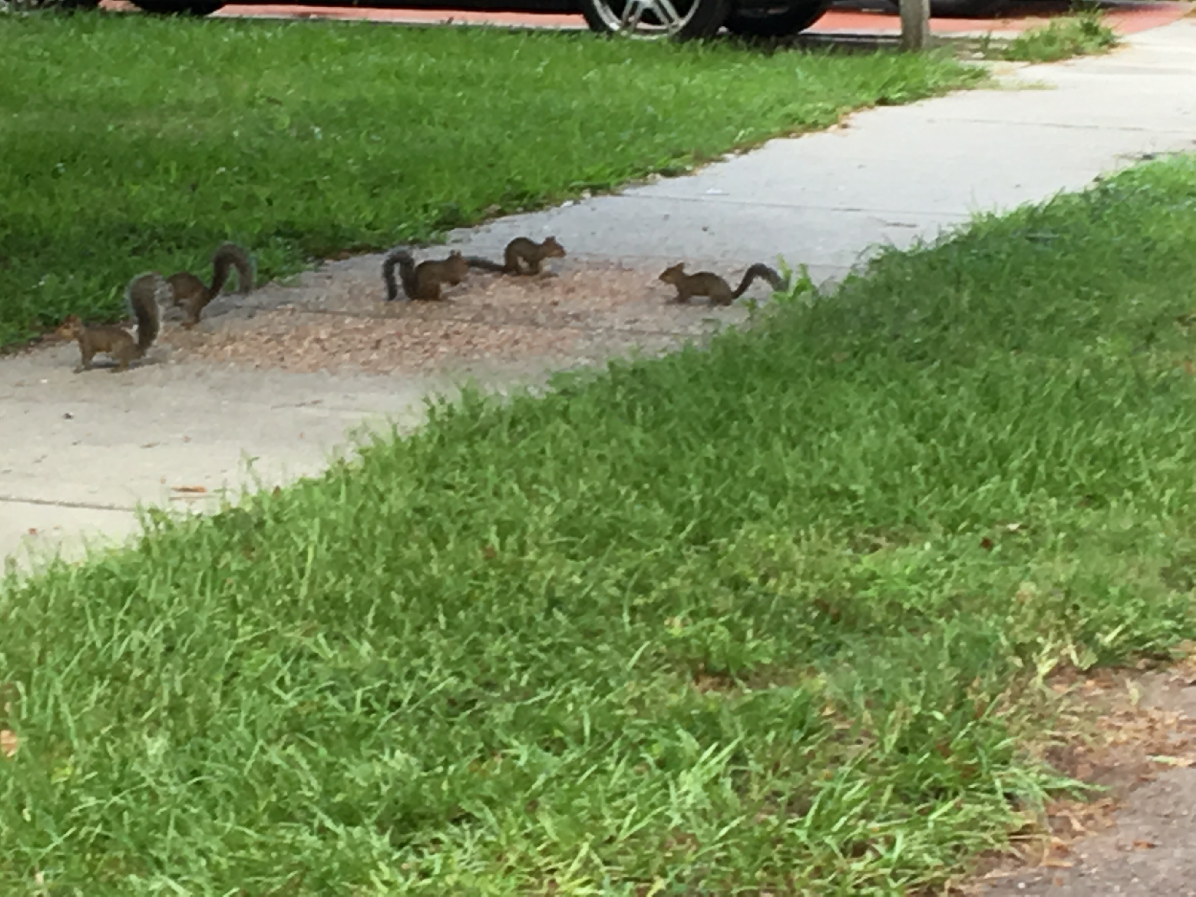 Nashville Squirrel Trapping