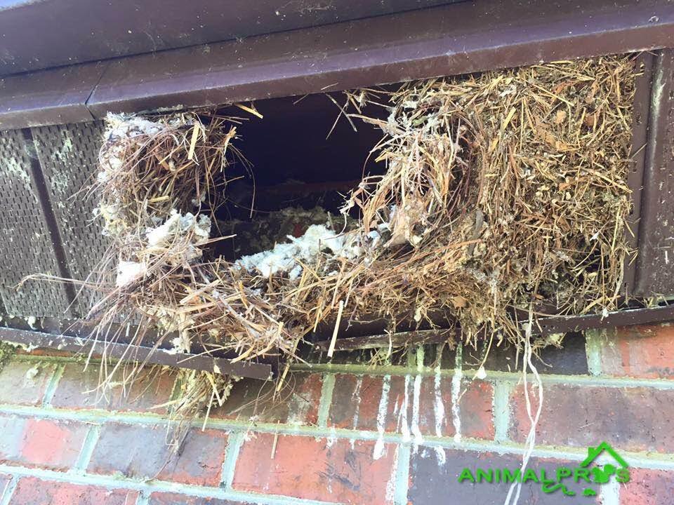 birds-in-the-soffit