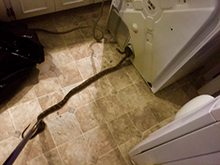 snakes in dryer vent