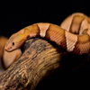 bite copperhead