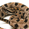 bite pygmy rattlesnake