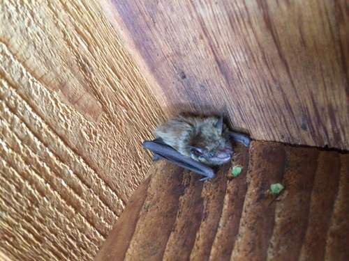 Bats Roosting On a Home in Cincinnati