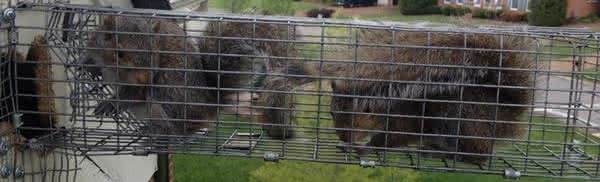 Gray Squirrels in Nashville