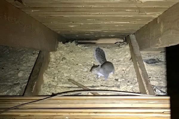 removing squirrels from attic
