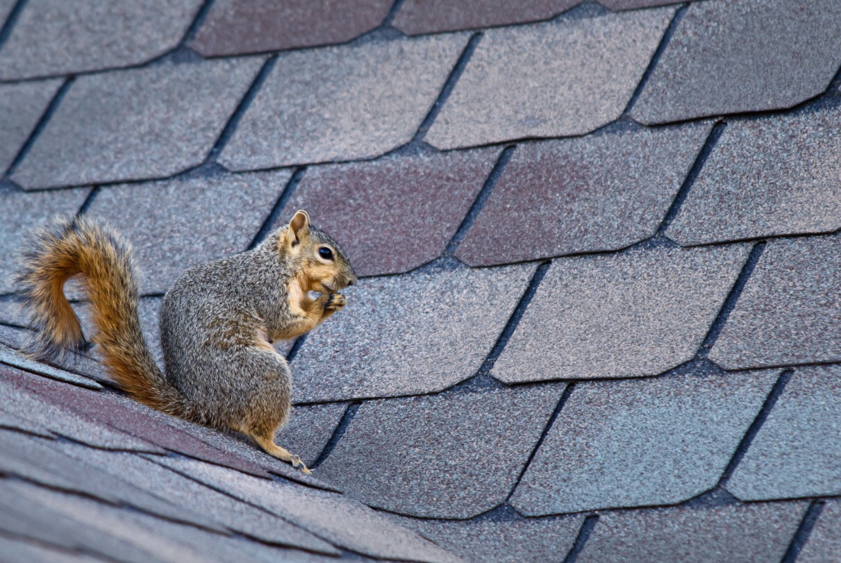 Paducah Squirrel Removal