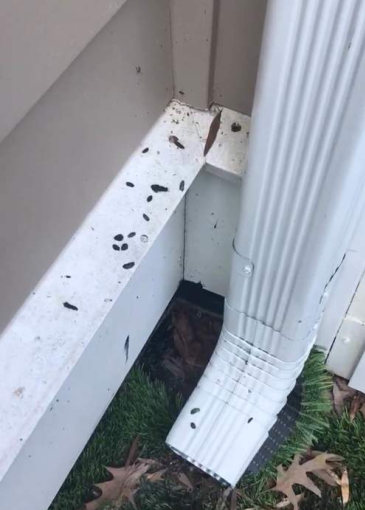 Rodent proof vinyl siding in Sarasota